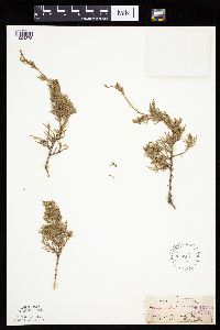 Juniperus virginiana image