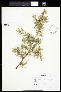 Juniperus virginiana image