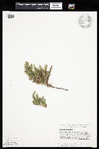 Juniperus virginiana var. virginiana image