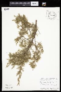 Juniperus virginiana var. virginiana image