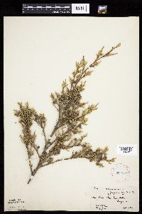 Juniperus virginiana var. virginiana image