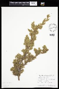 Juniperus virginiana image