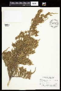 Juniperus virginiana image
