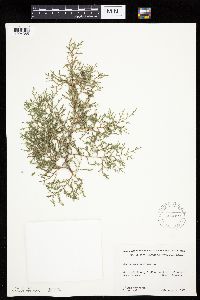 Juniperus virginiana image