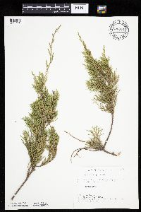 Juniperus virginiana image
