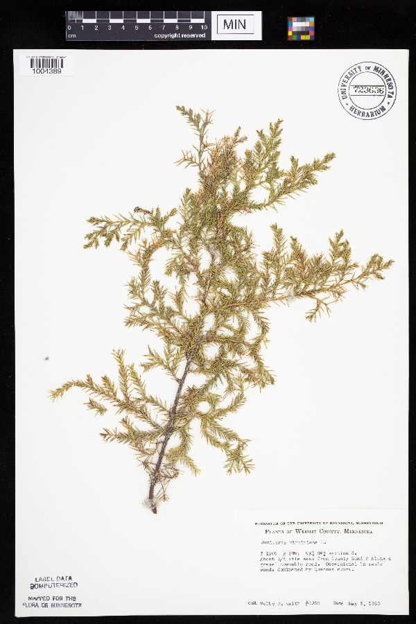 Juniperus virginiana var. virginiana image