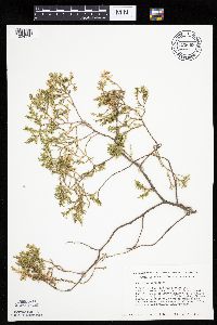 Juniperus virginiana image