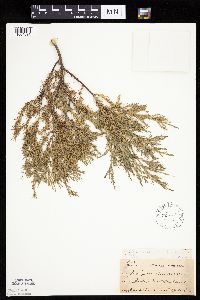 Juniperus virginiana image
