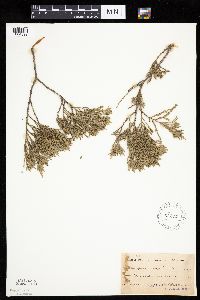 Juniperus virginiana image