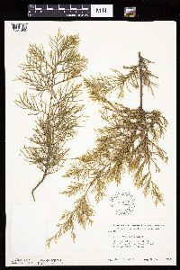 Juniperus virginiana image
