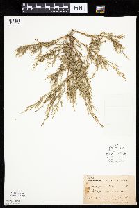 Juniperus virginiana var. virginiana image