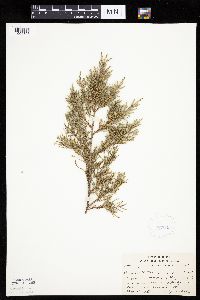 Juniperus virginiana var. virginiana image