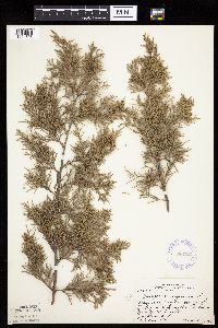 Juniperus virginiana image