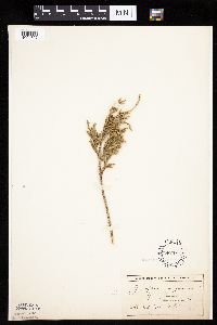 Juniperus virginiana var. virginiana image