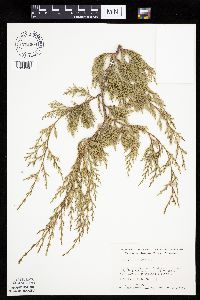 Juniperus virginiana var. virginiana image