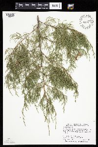 Juniperus virginiana image