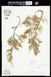 Juniperus virginiana image
