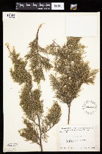 Juniperus virginiana image