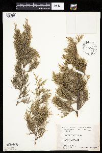 Juniperus virginiana var. virginiana image