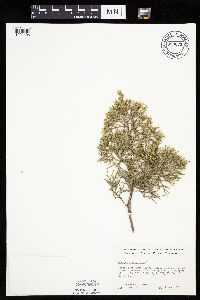 Juniperus virginiana image