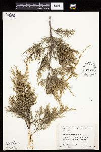 Juniperus virginiana image
