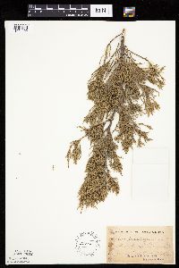 Juniperus virginiana image