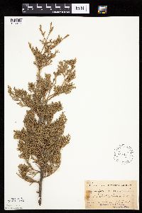 Juniperus virginiana var. virginiana image