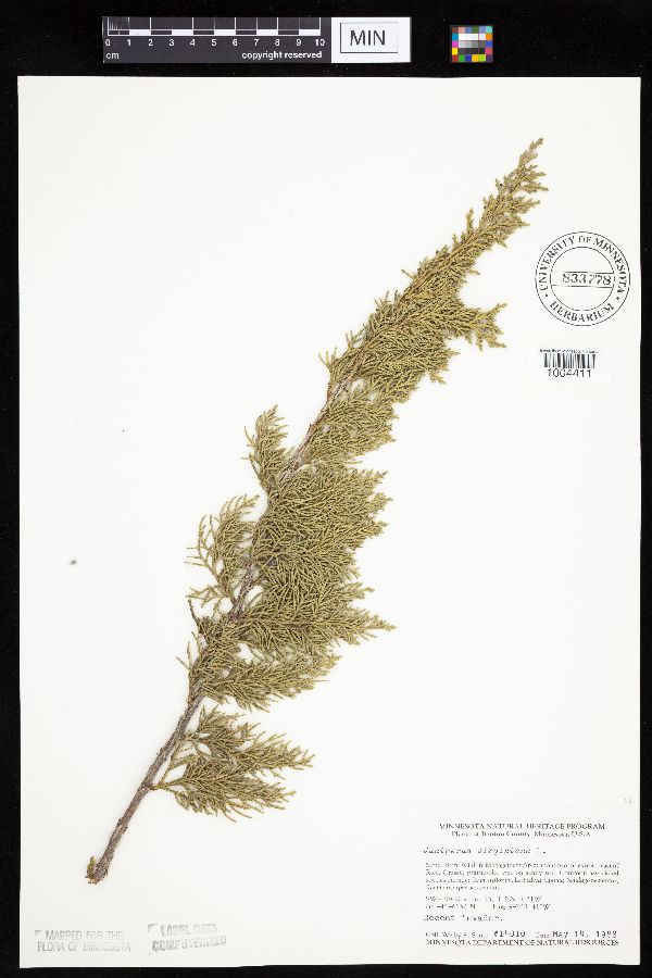Juniperus virginiana image