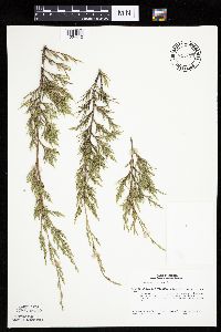 Juniperus virginiana image