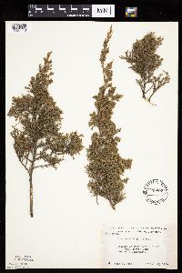 Juniperus virginiana var. virginiana image