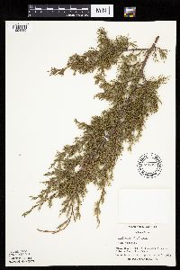 Juniperus virginiana var. virginiana image