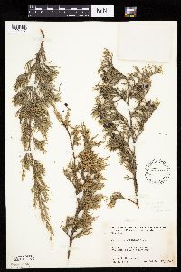 Juniperus virginiana var. virginiana image