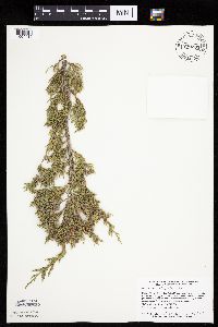 Juniperus virginiana image