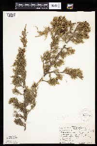 Juniperus virginiana image