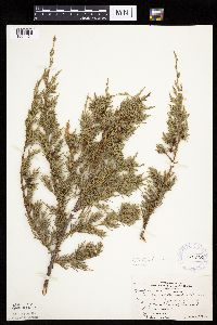 Juniperus virginiana var. virginiana image