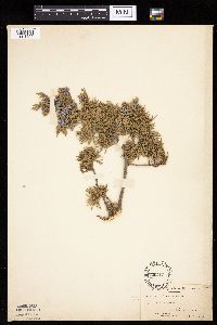 Juniperus virginiana var. virginiana image