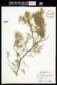 Juniperus virginiana image