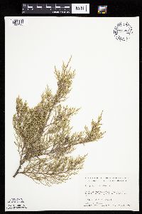 Juniperus virginiana image