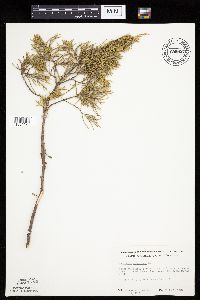 Juniperus virginiana image