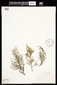 Juniperus virginiana var. virginiana image