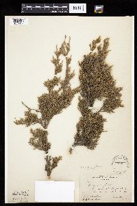 Juniperus virginiana image