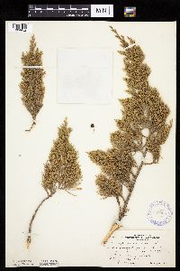 Juniperus virginiana image