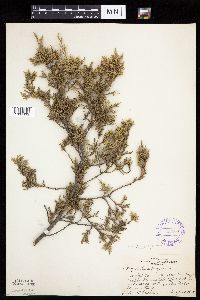 Juniperus virginiana image