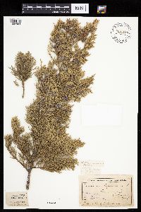 Juniperus virginiana image
