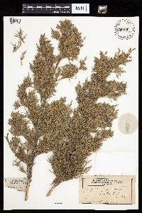 Juniperus virginiana var. virginiana image