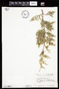 Juniperus virginiana image