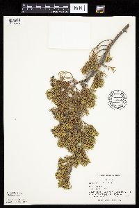 Juniperus virginiana var. virginiana image