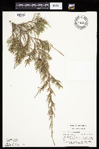 Juniperus virginiana image