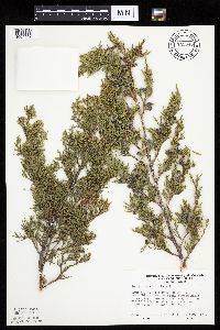 Juniperus virginiana var. virginiana image