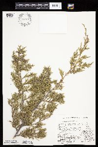 Juniperus virginiana image
